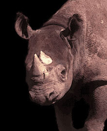 Shona-the-Rhino